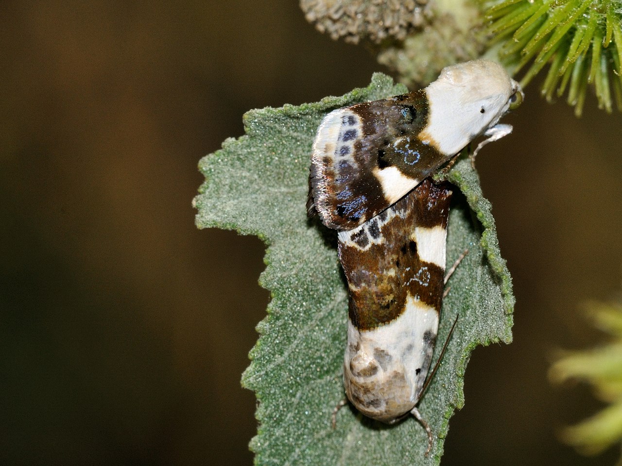 ID falena